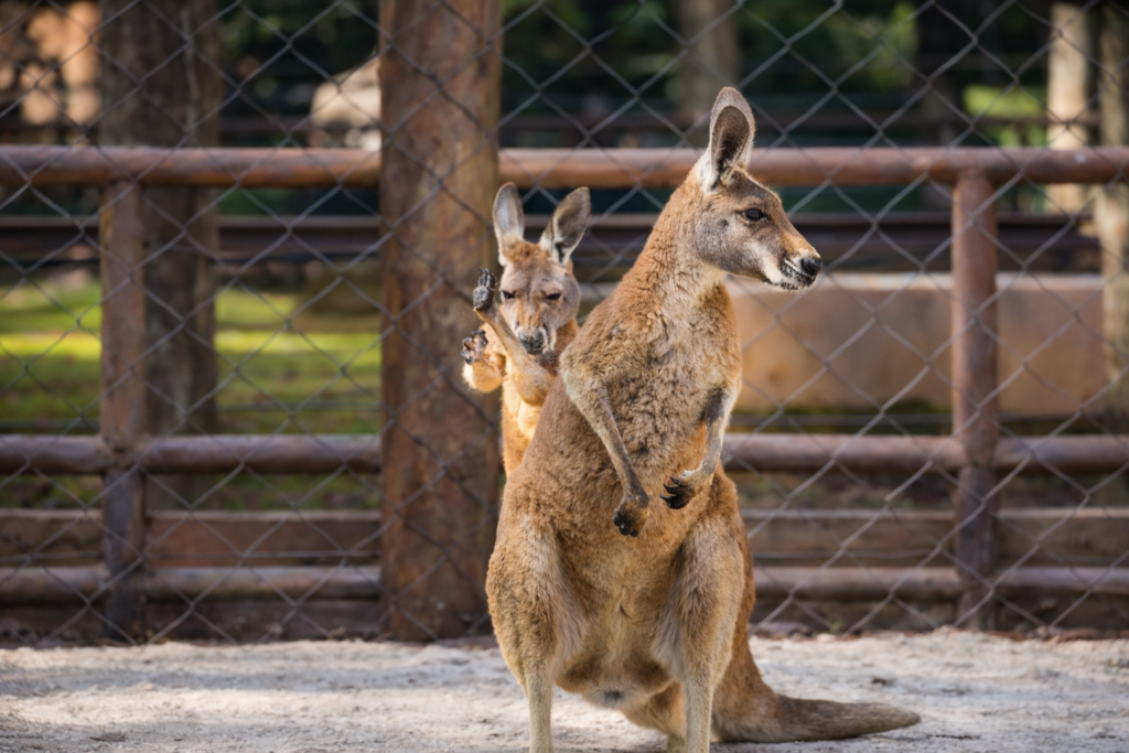 Zoológico de São Paulo recebe quatro cangurus-vermelhos vindos dos Estados Unidos