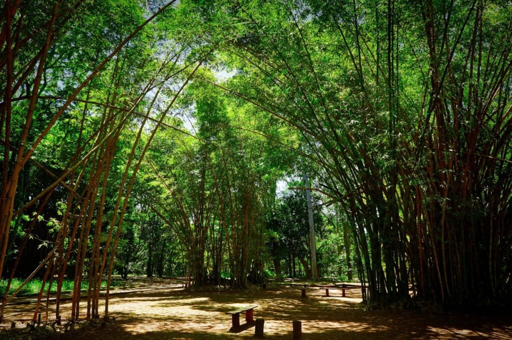 IPA abre concurso com 98 vagas para reforçar pesquisas ambientais no Estado