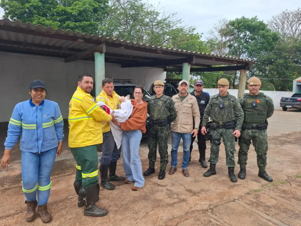 Fundação Florestal resgata filhote de anta no oeste paulista