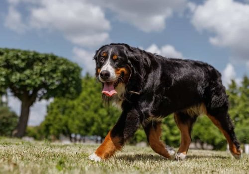 belo grande cão de Montanha Bernese correndo no gramado, cão de corrida feliz