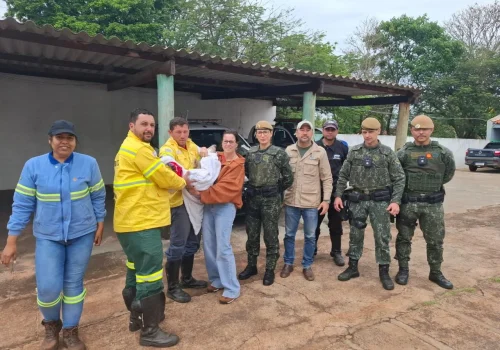 Fundação Florestal resgata filhote de anta no oeste paulista